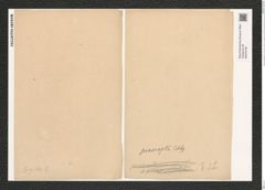 Eunotia praerupta Ehr. (de-Toni-Nr.: Genus 104, Species 3155) Zeichnungen Sammlung Grunow (NHMW-BOT-W0375190)